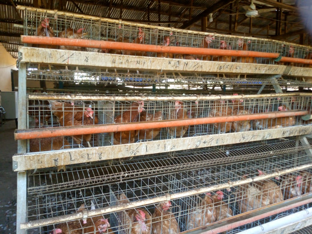 Poultry Farm